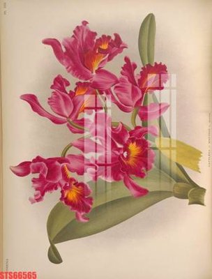 File gốc Tranh sơn dầu phương tây tổng hợp STS66565 (trang trí) phòng làm việc