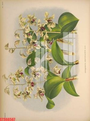 File gốc Tranh sơn dầu phương tây tổng hợp STS66567 (cho in 3D) độc đáo