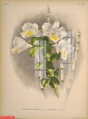 File in trần Tranh sơn dầu phương tây tổng hợp STS66578 (file gốc) hoa văn 3D