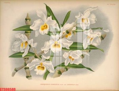 Cung cấp file tranh gốc Tranh sơn dầu phương tây tổng hợp STS66580 độc quyền