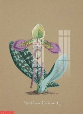 Ảnh gốc Tranh sơn dầu phương tây tổng hợp STS66587 (độ nét cao) in mica