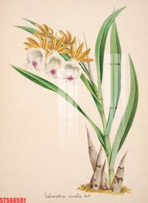 Tải file tranh Tranh sơn dầu phương tây tổng hợp STS66591 (gốc) tại Filetranh.com