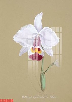 Tải file Tranh sơn dầu phương tây tổng hợp STS66600 (gốc) làm file in ấn