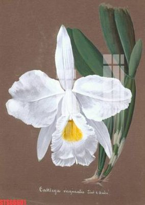 File tranh gốc Tranh sơn dầu phương tây tổng hợp STS66601 (sắc nét từng chi tiết)