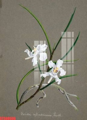 File in trần Tranh sơn dầu phương tây tổng hợp STS66606 (bản gốc) đại dương