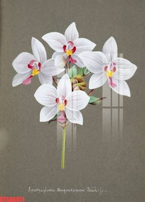 Tải file gốc Tranh sơn dầu phương tây tổng hợp STS66611 (để in lụa)