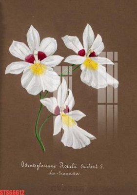 File gốc Tranh sơn dầu phương tây tổng hợp STS66612 (in 3D) nghệ thuật