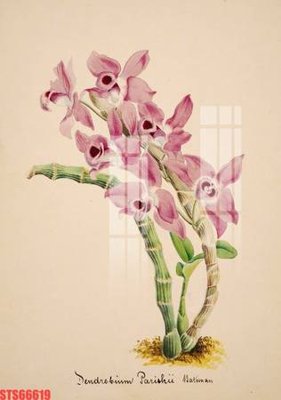 File in mica Tranh sơn dầu phương tây tổng hợp STS66619 (bản gốc) làm vách ngăn