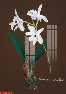 Ảnh mô tả file gốc in mica Tranh sơn dầu phương tây tổng hợp STS66625