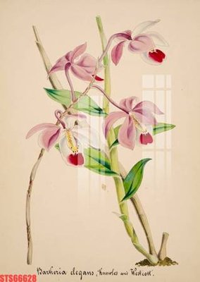 Hình ảnh gốc Tranh sơn dầu phương tây tổng hợp STS66628 (để in khổ lớn)