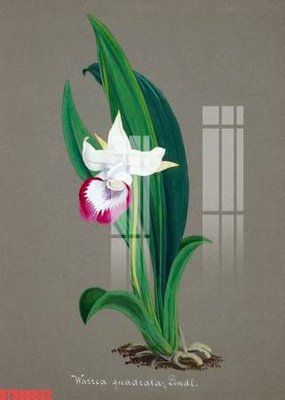 Download file gốc Tranh sơn dầu phương tây tổng hợp STS66632 (độ nét cao)