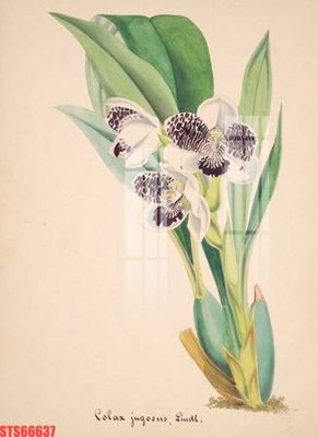 Ảnh gốc Tranh sơn dầu phương tây tổng hợp STS66637 (nét căng) in mica