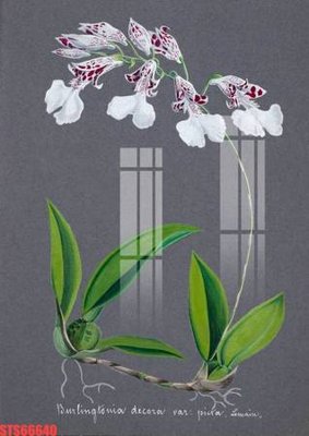 File gốc Tranh sơn dầu phương tây tổng hợp STS66640 (in lụa) hoa văn cổ điển