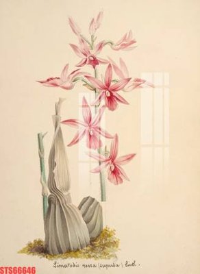 Tải file gốc Tranh sơn dầu phương tây tổng hợp STS66646 (in khổ lớn) không mờ