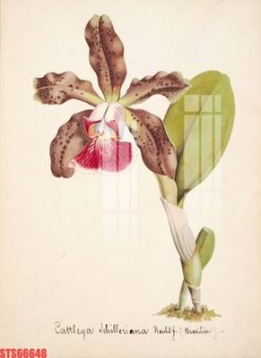 Download file gốc Tranh sơn dầu phương tây tổng hợp STS66648 (dùng cho in ấn)