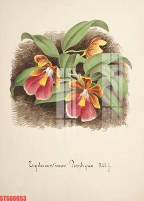 File tranh gốc Tranh sơn dầu phương tây tổng hợp STS66653 (bản quyền) độc đáo