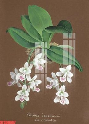 Tải file Tranh sơn dầu phương tây tổng hợp STS66667 (ảnh gốc) file AI/EPS