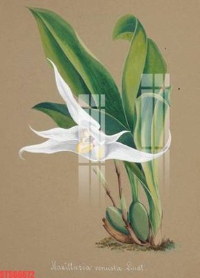 File tranh Tranh sơn dầu phương tây tổng hợp STS66672 (bản gốc) treo tường