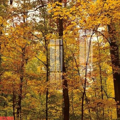 File gốc Tranh sơn dầu phương tây tổng hợp STS7021 (in mica) cắt laser