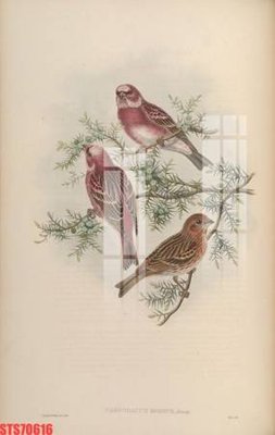 File in lụa Tranh sơn dầu phương tây tổng hợp STS70616 (phong cảnh) Tranh sơn dầu phương tây tổng hợp STS70616