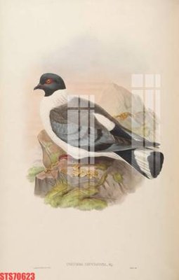 Mua file gốc Tranh sơn dầu phương tây tổng hợp STS70623 (chất lượng) tại Filetranh.com