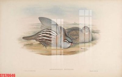 Tải về file tranh gốc Tranh sơn dầu phương tây tổng hợp STS70646 (để in quảng cáo)