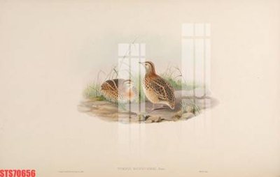 File in trần Tranh sơn dầu phương tây tổng hợp STS70656 (file gốc) hoa văn 3D