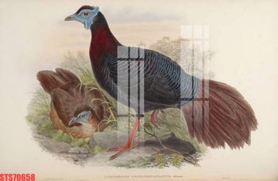 Tải file Tranh sơn dầu phương tây tổng hợp STS70658 (PSD) cho in tranh kính