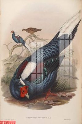 Tải về file tranh gốc Tranh sơn dầu phương tây tổng hợp STS70663 (để in quảng cáo)