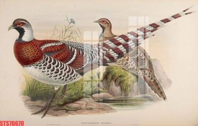 Tải file gốc Tranh sơn dầu phương tây tổng hợp STS70670 (để in lụa)