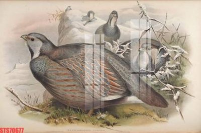 File ảnh Tranh sơn dầu phương tây tổng hợp STS70677 (gốc) in backdrop sự kiện