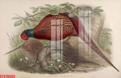 File gốc Tranh sơn dầu phương tây tổng hợp STS70683 (cho in 3D) độc đáo