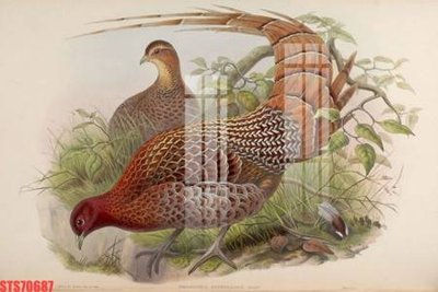 Tải về file gốc Tranh sơn dầu phương tây tổng hợp STS70687 (chuẩn in ấn)