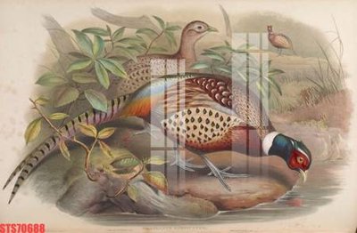 File in ấn Tranh sơn dầu phương tây tổng hợp STS70688 (bản gốc) sắc nét