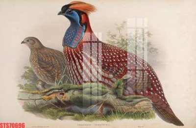 File tranh gốc in trần nhà Tranh sơn dầu phương tây tổng hợp STS70696 3D