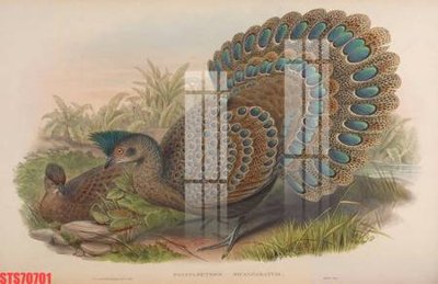 Tải file Tranh sơn dầu phương tây tổng hợp STS70701 (gốc) làm file tranh quảng cáo