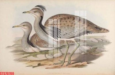 File tranh Tranh sơn dầu phương tây tổng hợp STS70709 (bản gốc) in lụa 3D