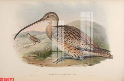 File in trần Tranh sơn dầu phương tây tổng hợp STS70711 (bản gốc) phong cảnh