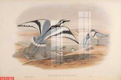 Tải file gốc Tranh sơn dầu phương tây tổng hợp STS70713 (in khổ lớn) không vỡ