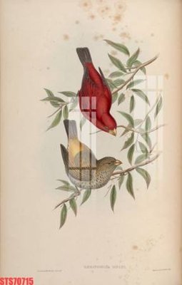 Mua file gốc Tranh sơn dầu phương tây tổng hợp STS70715 (chất lượng) tại Filetranh.com