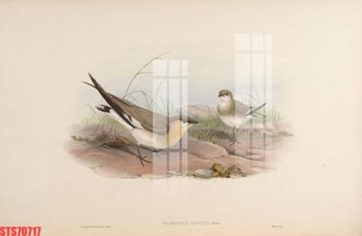 File gốc Tranh sơn dầu phương tây tổng hợp STS70717 (cho in ấn) từ Filetranh.com