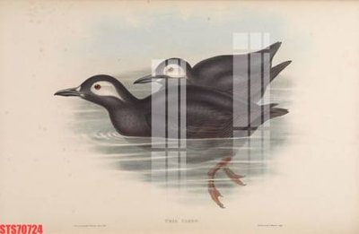 Download file gốc Tranh sơn dầu phương tây tổng hợp STS70724 (in mica) logo