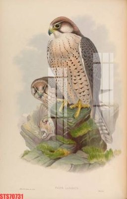 File in trần Tranh sơn dầu phương tây tổng hợp STS70731 (file gốc) hoa văn 3D