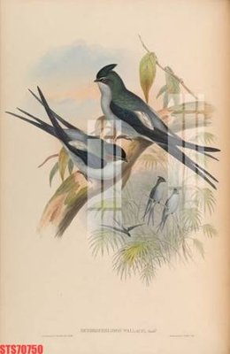 File tranh Tranh sơn dầu phương tây tổng hợp STS70750 (ảnh gốc) in trần nhà