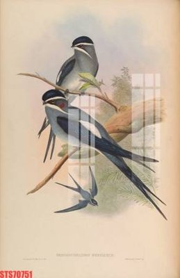 File tranh Tranh sơn dầu phương tây tổng hợp STS70751 (bản gốc) in lụa 5D