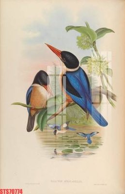 Ảnh gốc Tranh sơn dầu phương tây tổng hợp STS70774 (nét căng) in mica