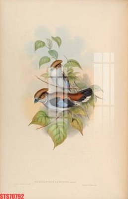 Tải file Tranh sơn dầu phương tây tổng hợp STS70792 (gốc) làm file thiết kế