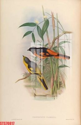 Tệp tin gốc Tranh sơn dầu phương tây tổng hợp STS70817 (dùng cho in ấn) chuyên nghiệp