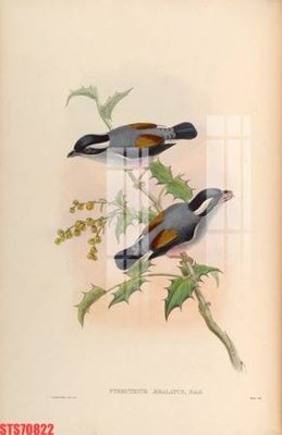 File gốc Tranh sơn dầu phương tây tổng hợp STS70822 (cho in UV) siêu nét