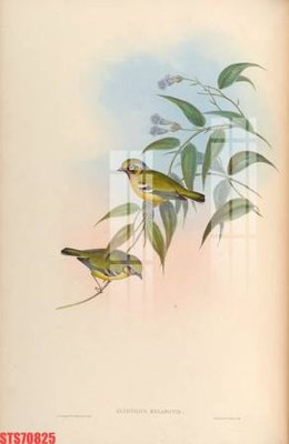 File ảnh Tranh sơn dầu phương tây tổng hợp STS70825 (gốc) dùng in Pano